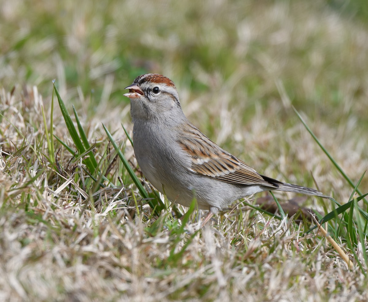 Chipping Sparrow - ML628558961