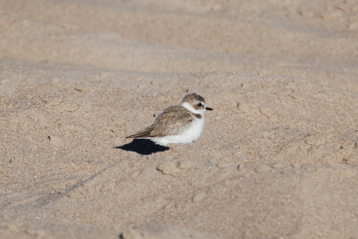 Snowy Plover - ML628559169