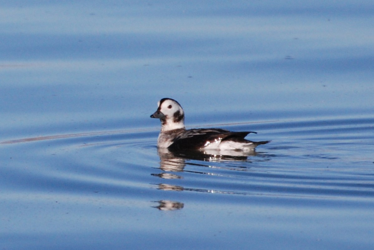 Long-tailed Duck - ML628559236