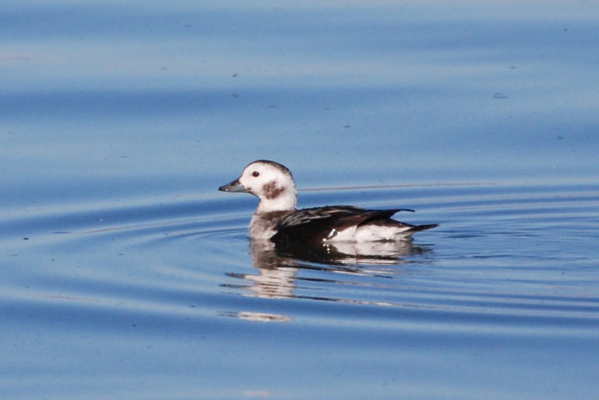 Long-tailed Duck - ML628559241