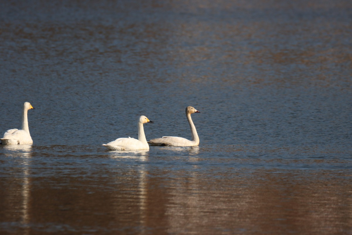 Tundra Swan - ML628559257