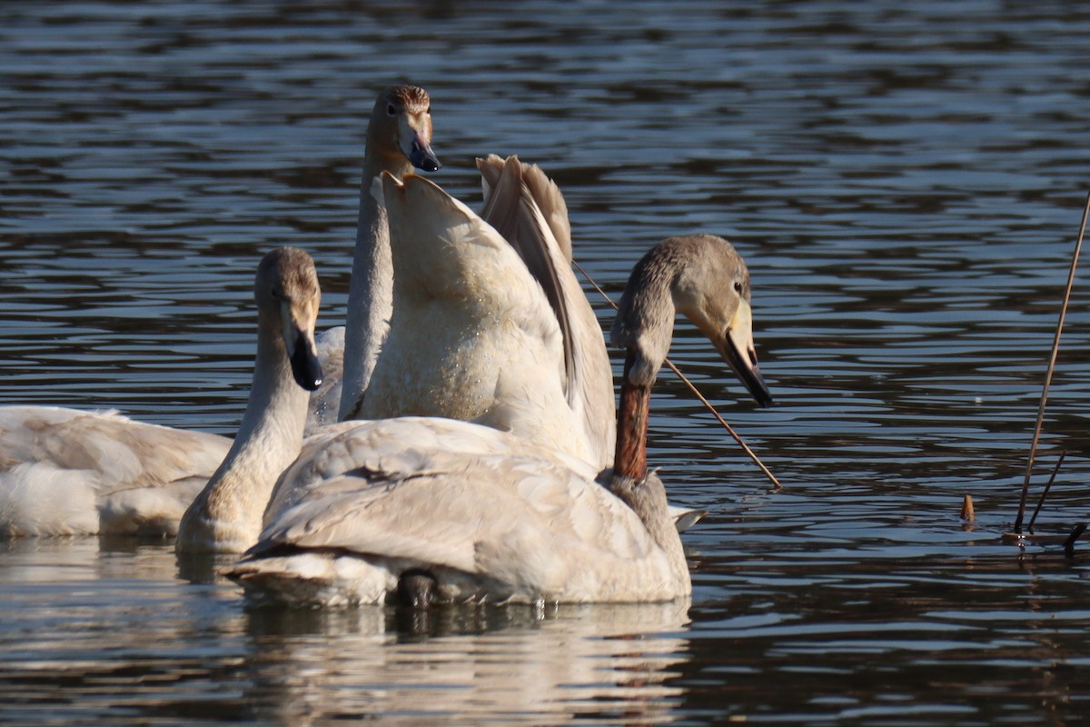 Whooper Swan - ML628559280
