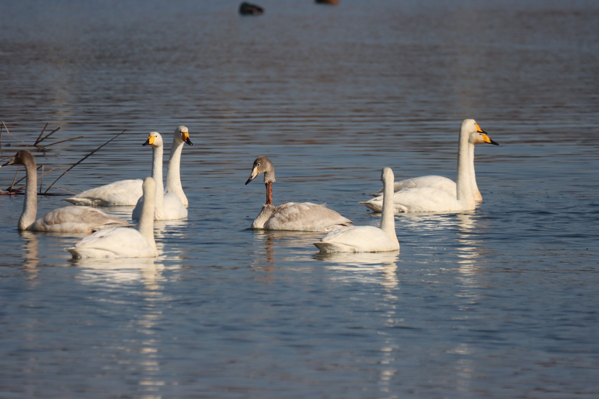 Whooper Swan - ML628559281