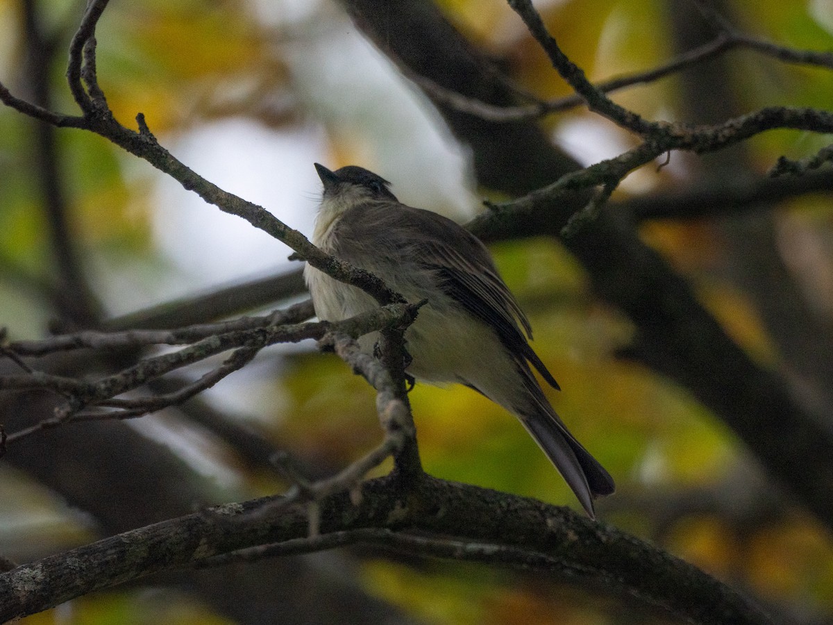 Eastern Phoebe - ML628559465