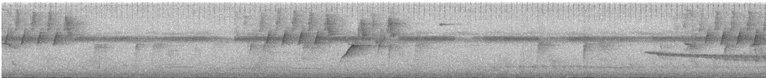 White-bellied Antbird - ML628559488