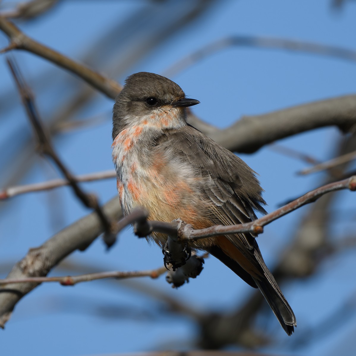 Vermilion Flycatcher - ML628559628