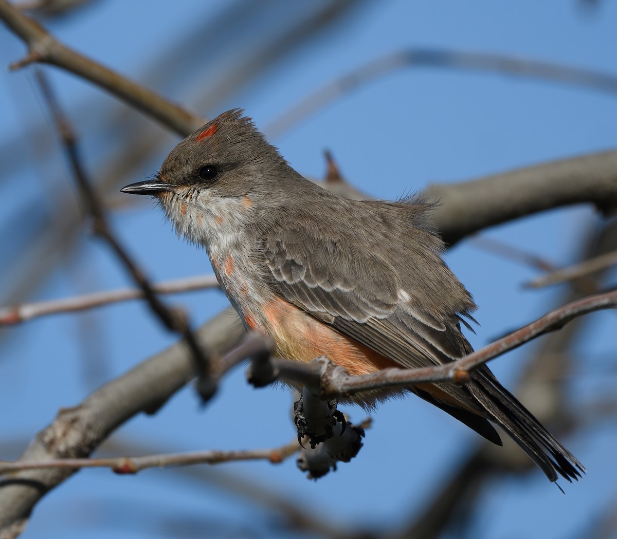 Vermilion Flycatcher - ML628559635