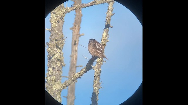 Northern Hawk Owl - ML628559663