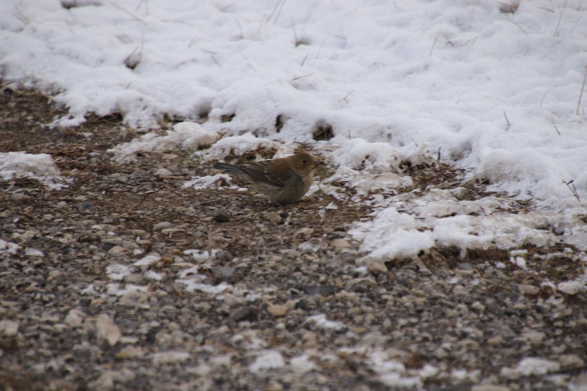 Indigo Bunting - ML628559912