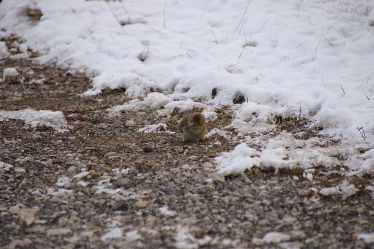 Indigo Bunting - ML628559915