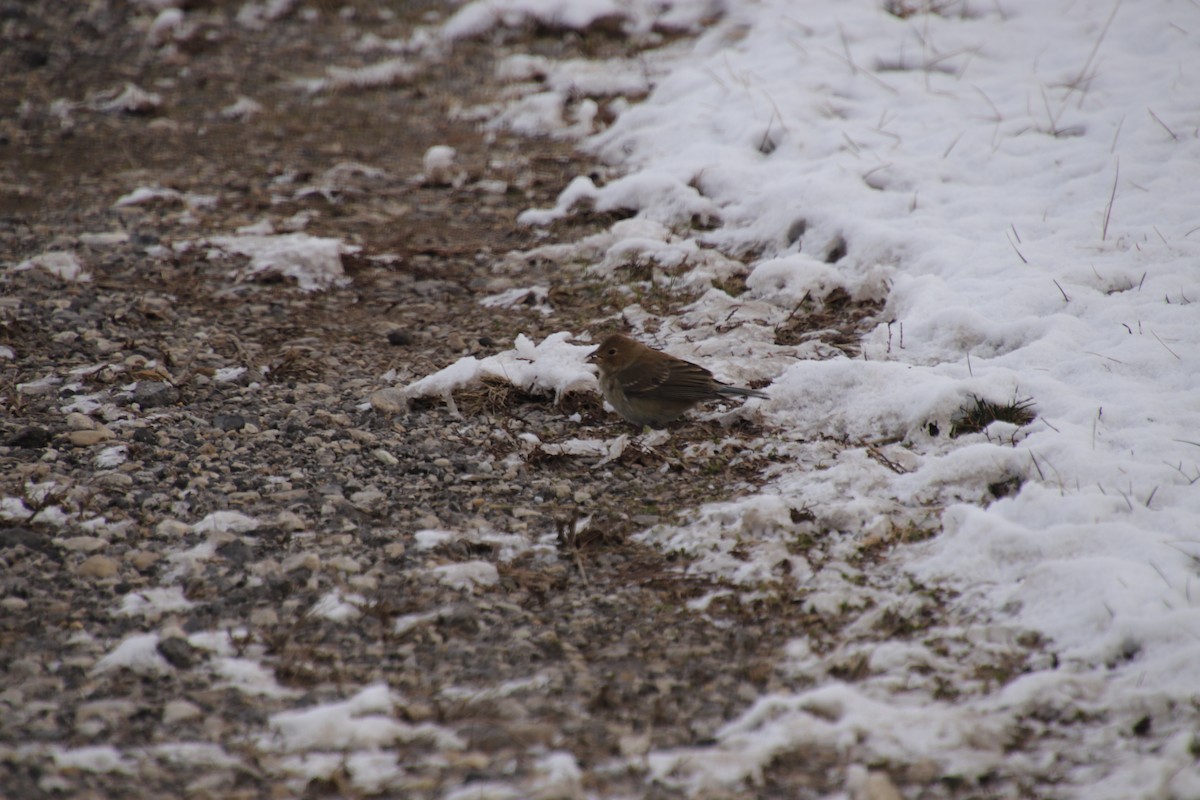 Indigo Bunting - ML628559917