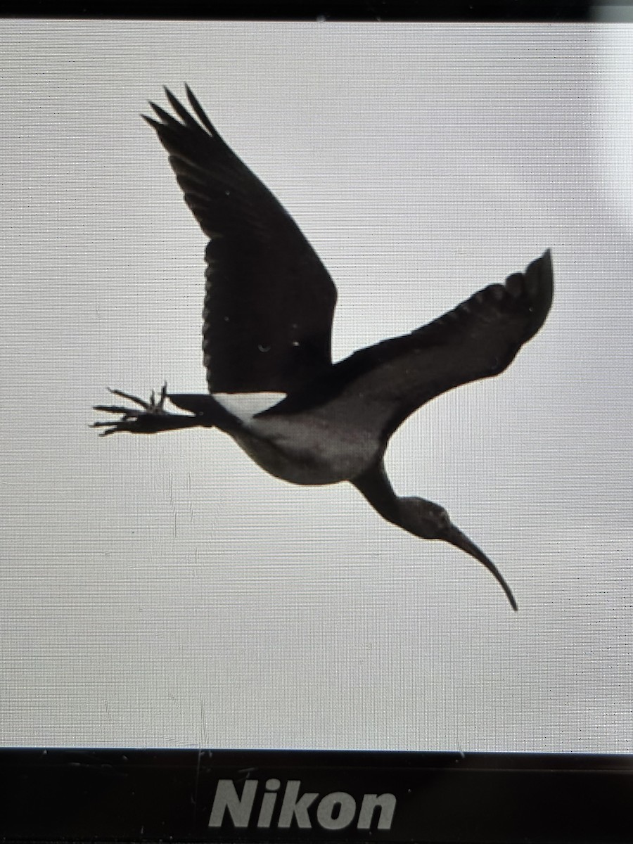 White Ibis - ML628560136