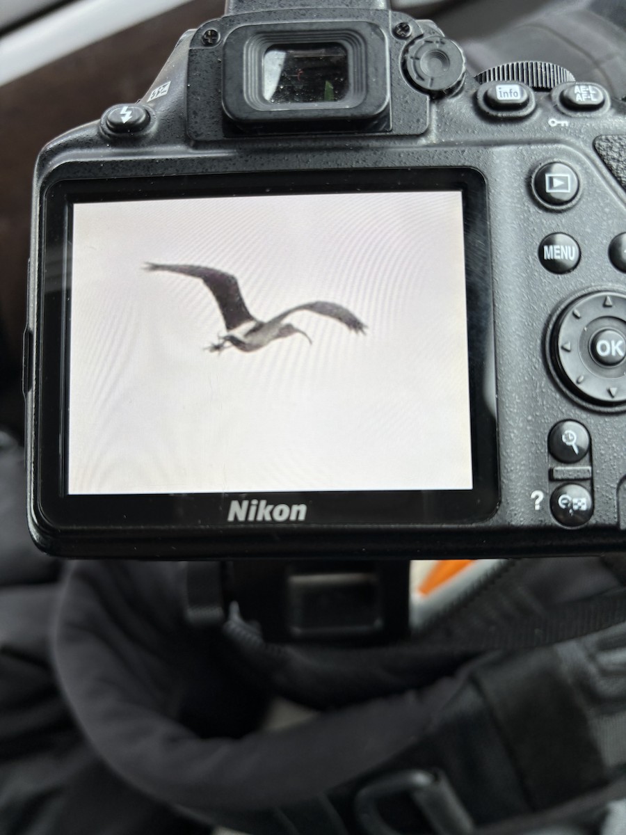 White Ibis - ML628560137