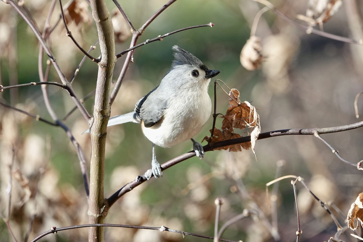 Tufted Titmouse - ML628560144