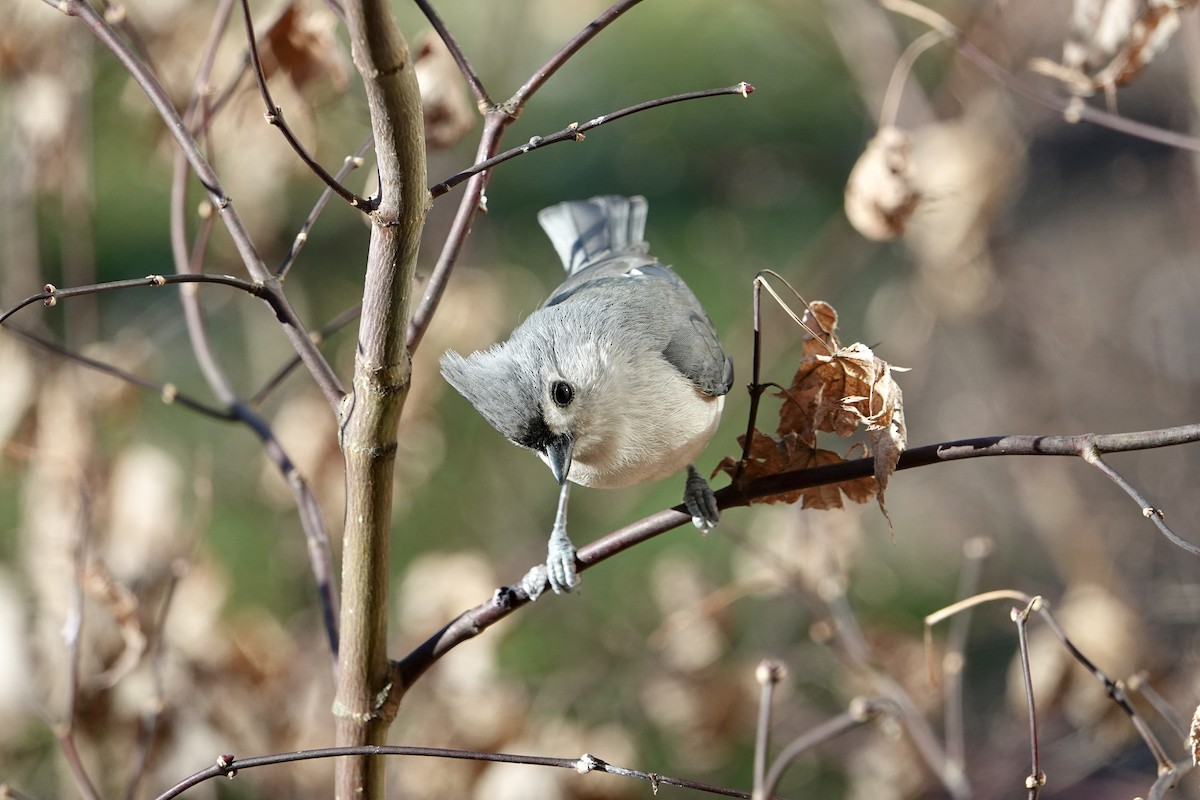 Tufted Titmouse - ML628560145