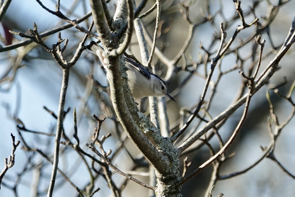 White-breasted Nuthatch - ML628560177