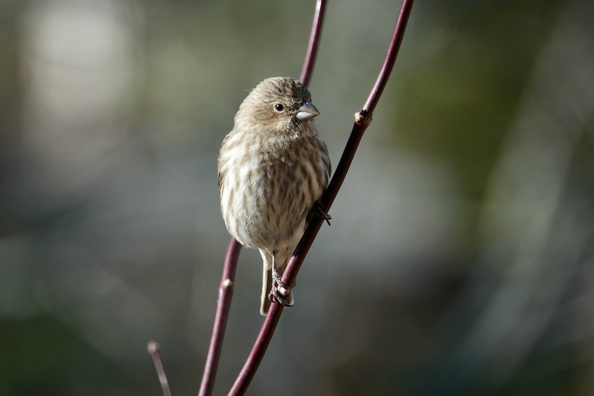 House Finch - ML628560195