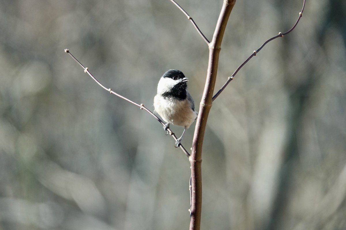 Carolina Chickadee - ML628560232