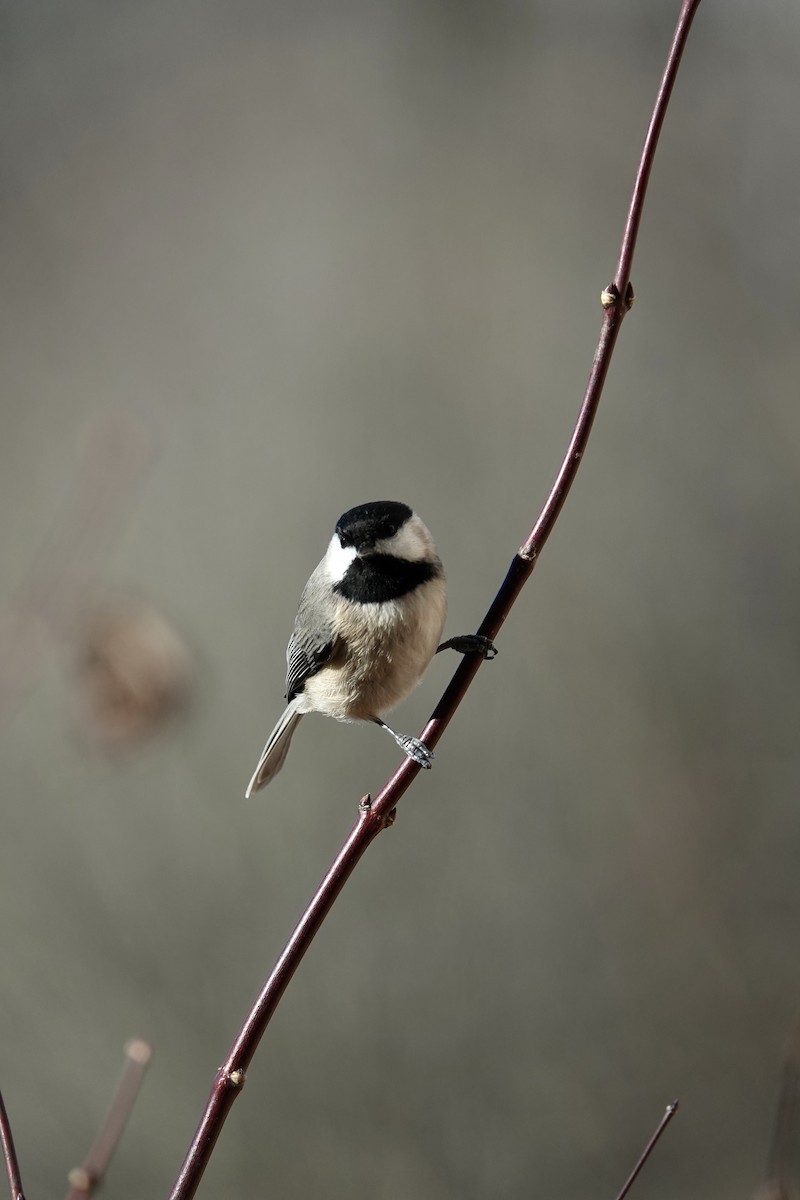 Carolina Chickadee - ML628560233
