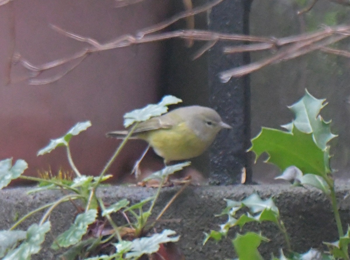 Orange-crowned Warbler - ML628560279