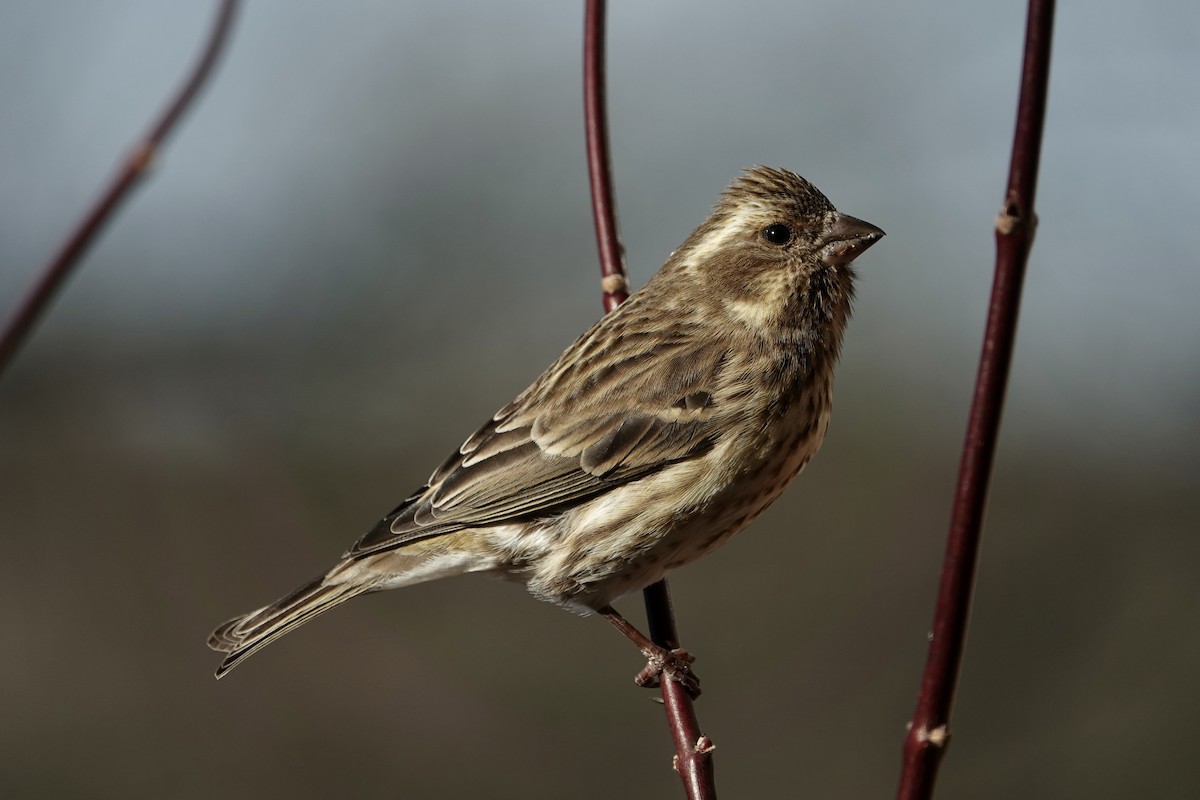 Purple Finch - ML628560295