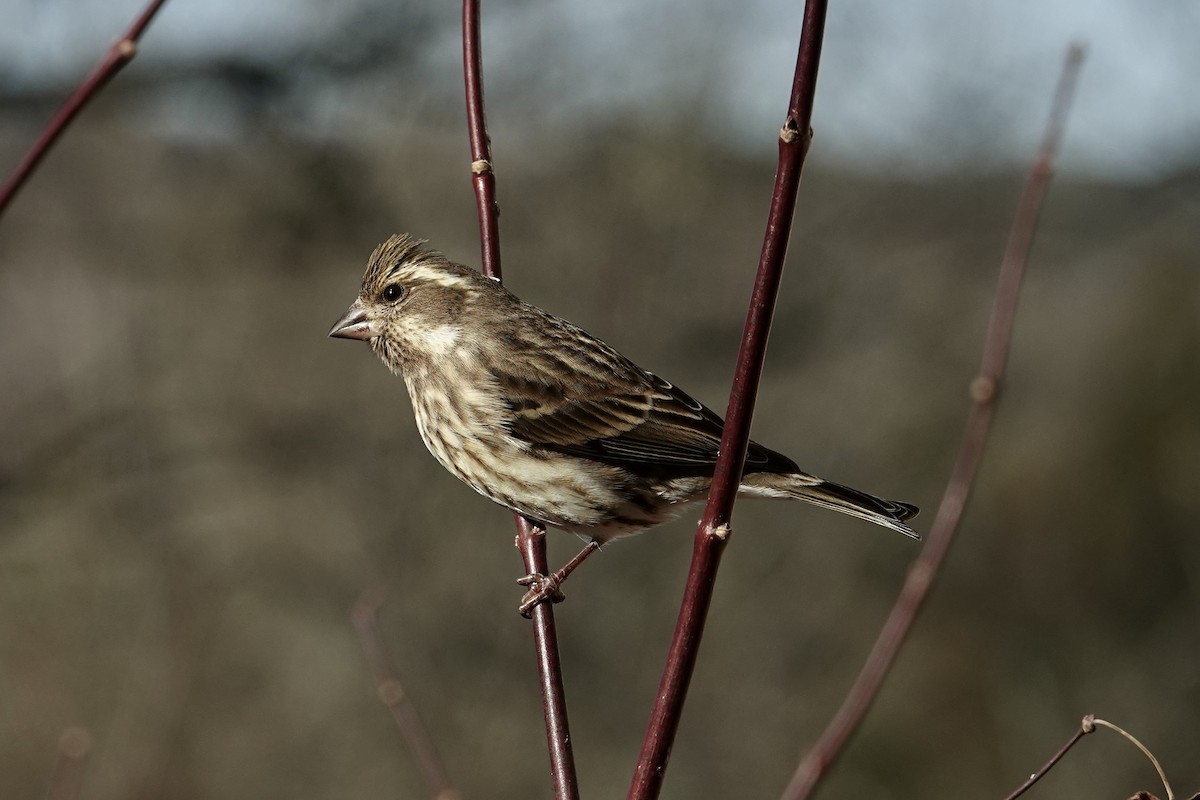 Purple Finch - ML628560296