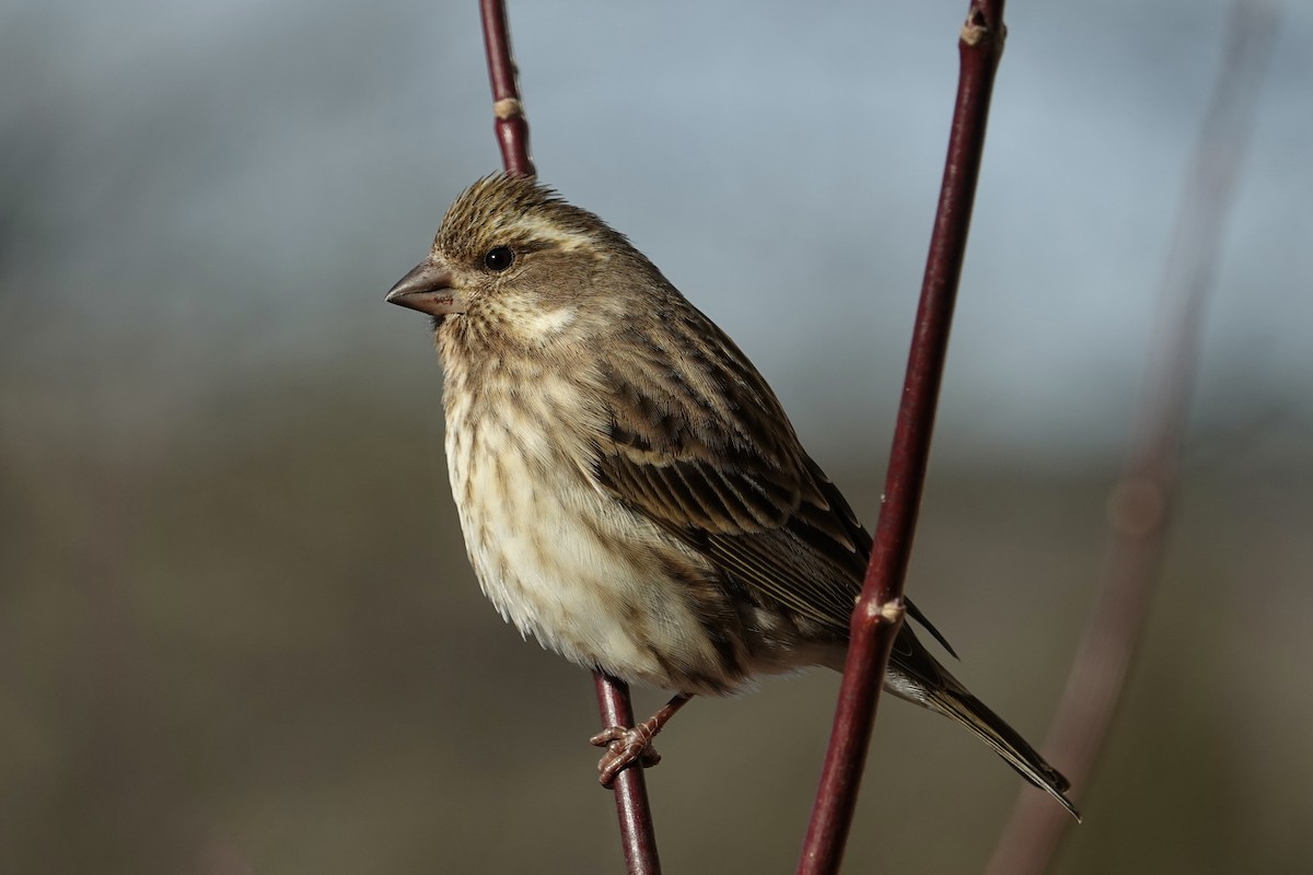 Purple Finch - ML628560297