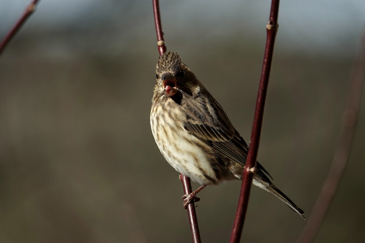 Purple Finch - ML628560298