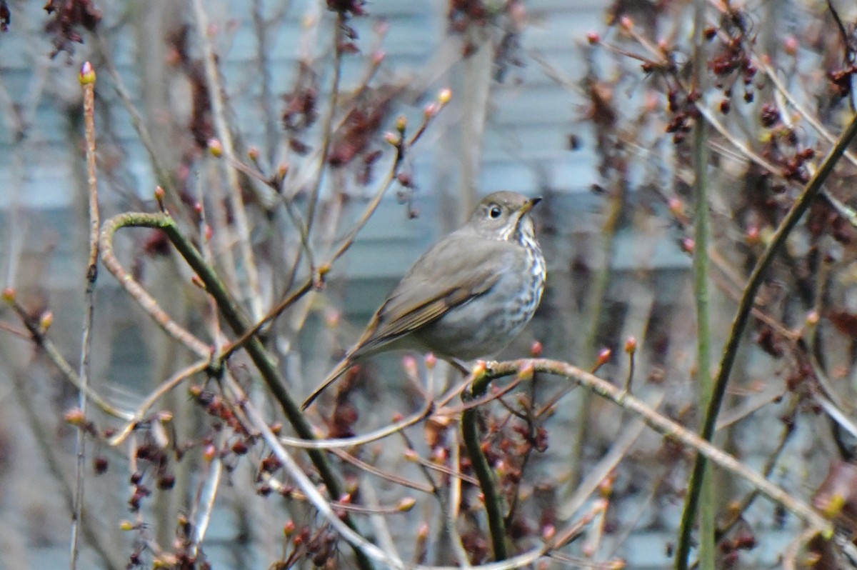 Hermit Thrush - ML628560365
