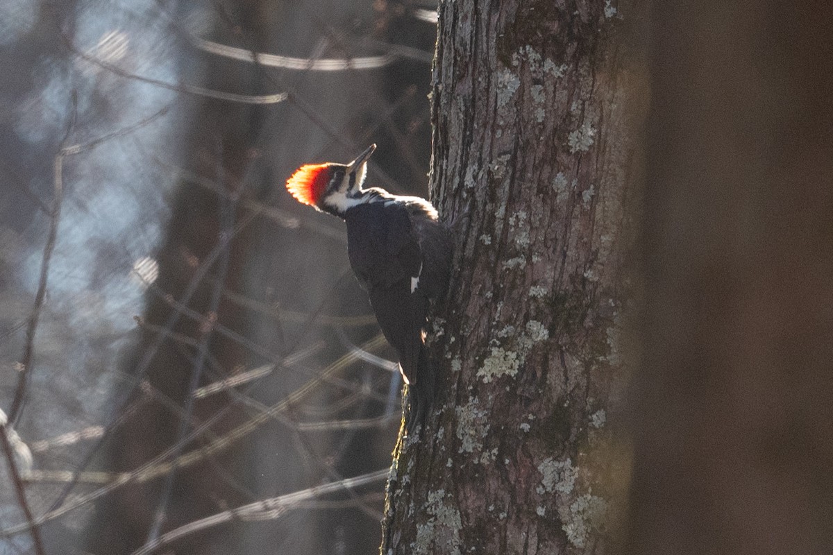 Pileated Woodpecker - ML628560380