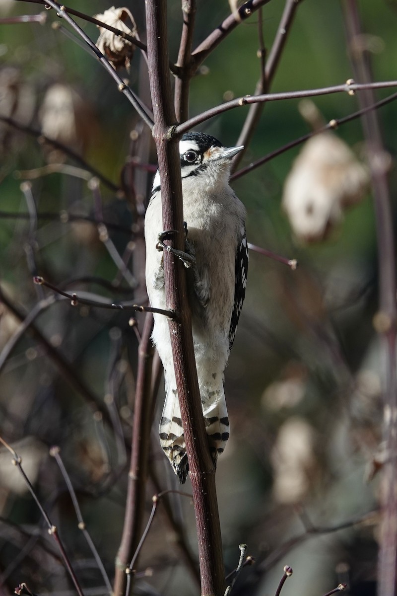 Downy Woodpecker - ML628560406