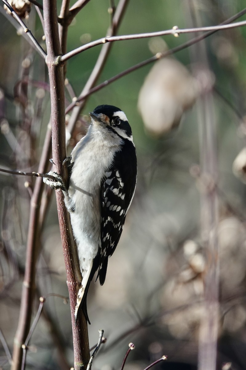 Downy Woodpecker - ML628560407