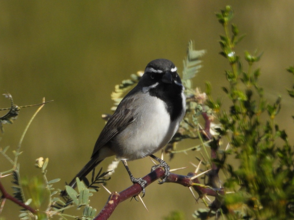 Black-throated Sparrow - ML628560421