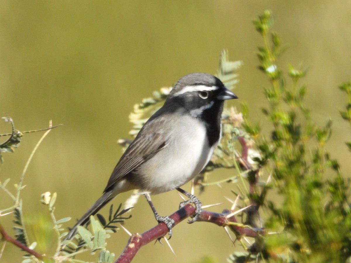 Black-throated Sparrow - ML628560422