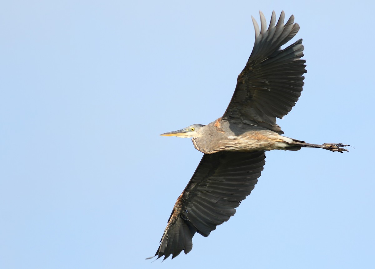 Great Blue Heron (Great Blue) - ML62856051