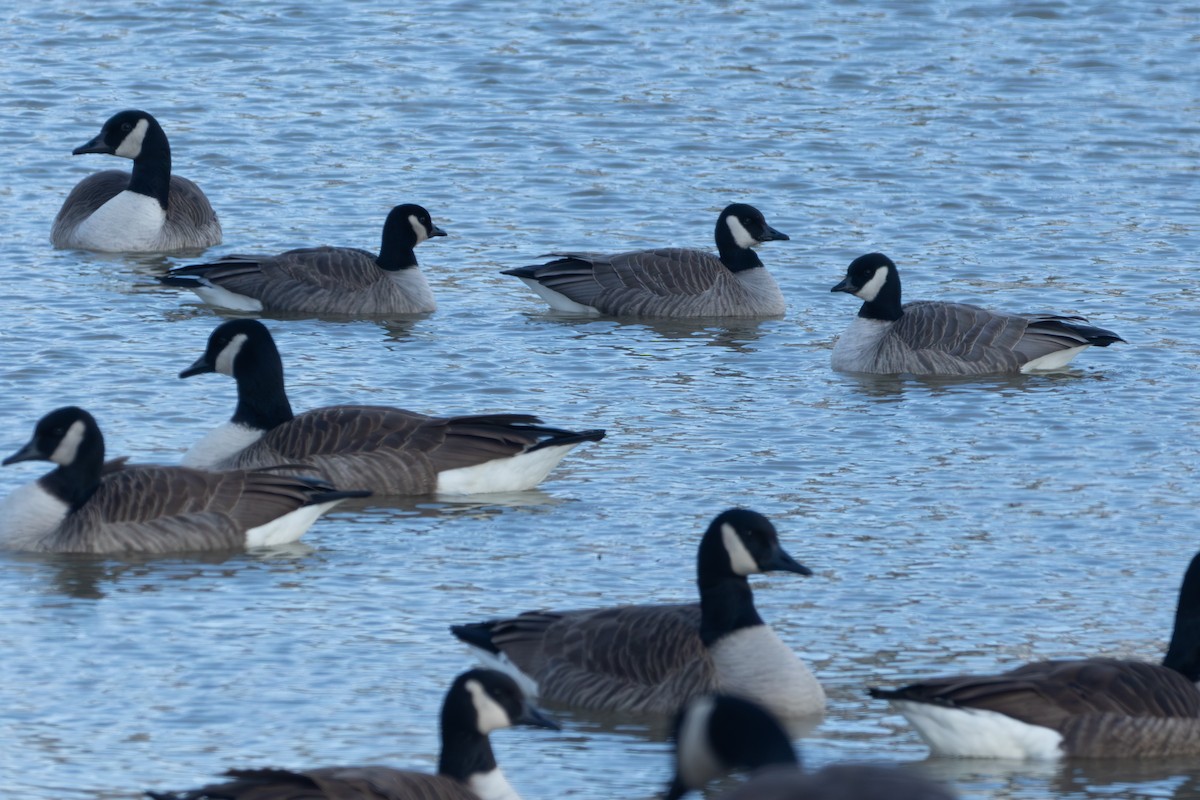 Cackling Goose - ML628560560