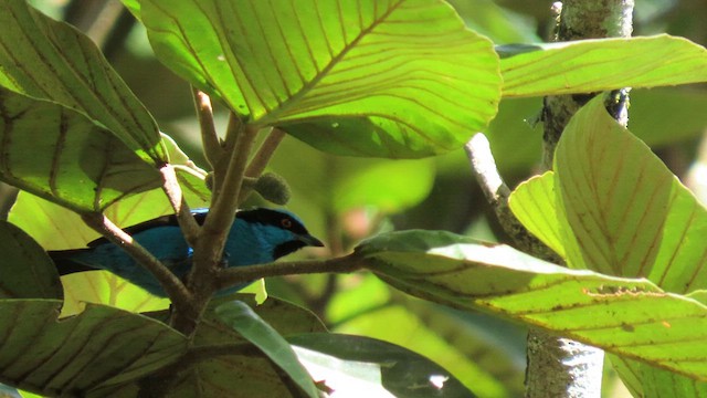 Turquoise Dacnis - ML628560943