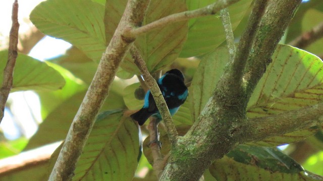 Turquoise Dacnis - ML628560970