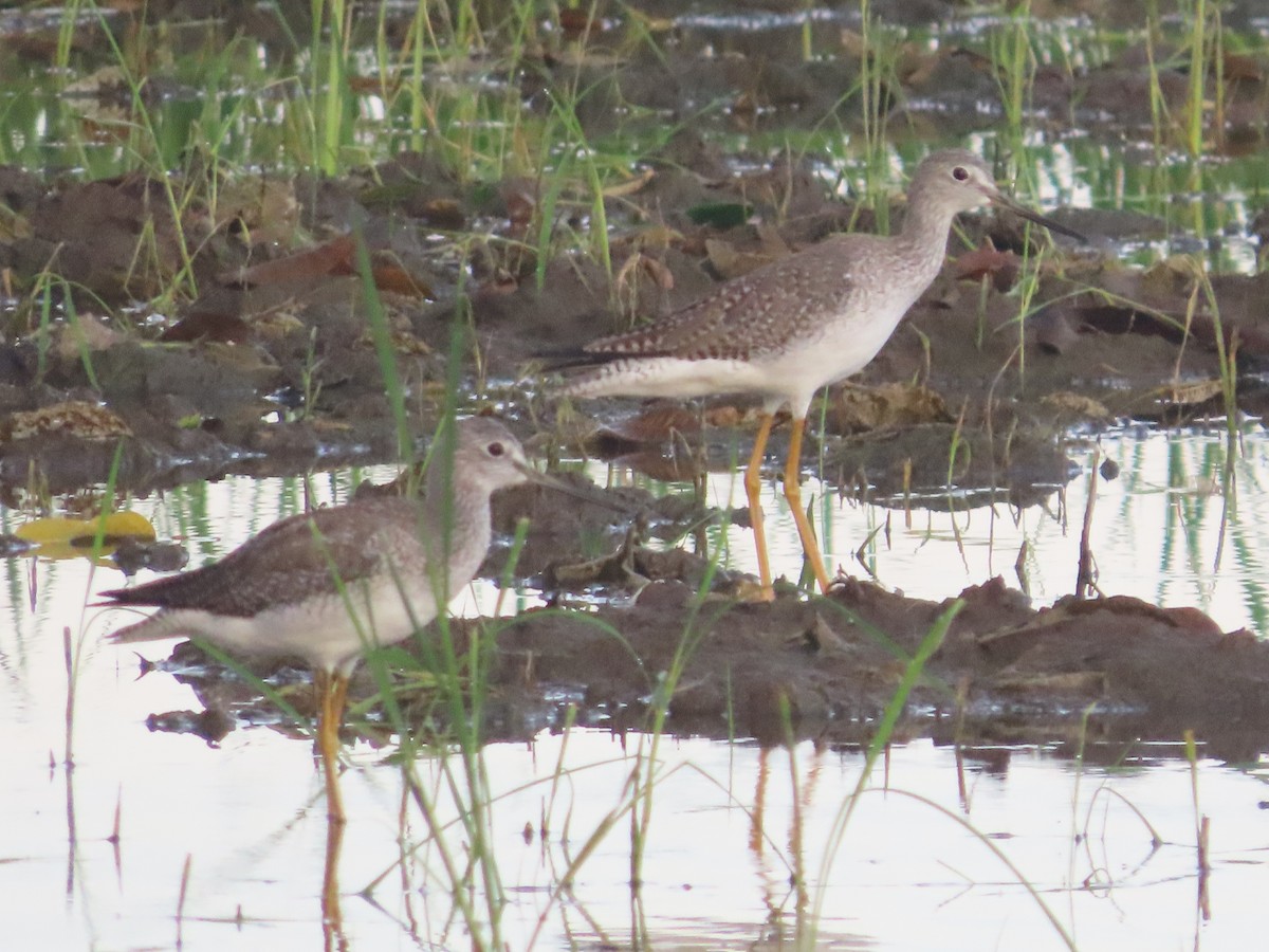 plystresnipe - ML628560980