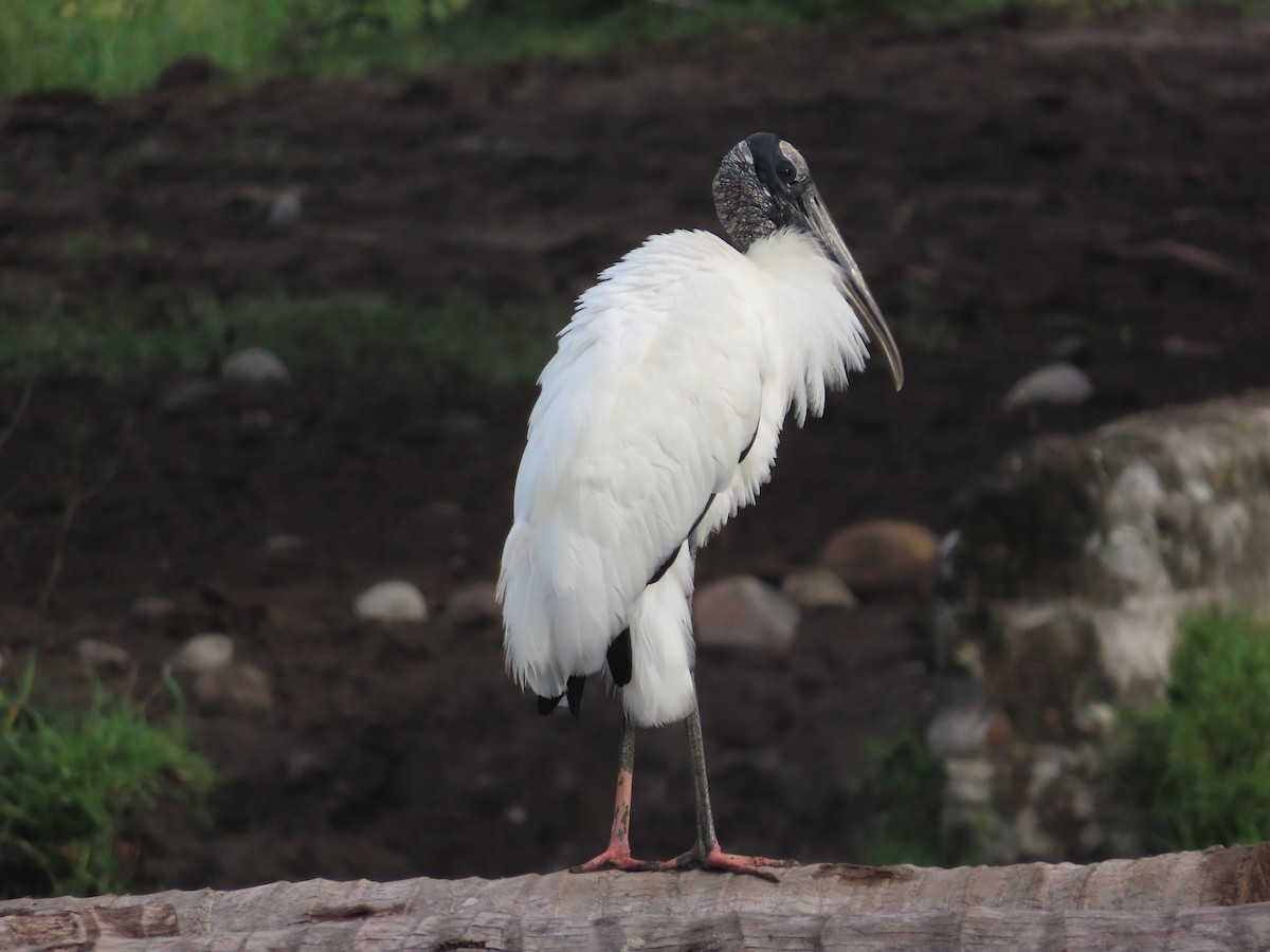 amerikastork - ML628561002