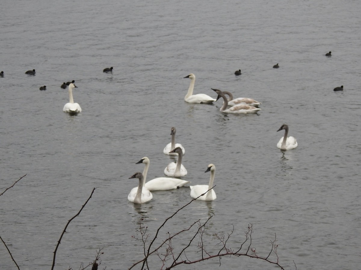 Cygne trompette - ML628561107