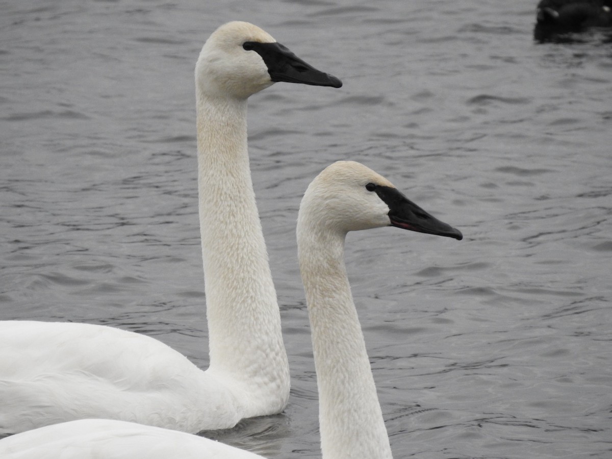 Cygne trompette - ML628561108