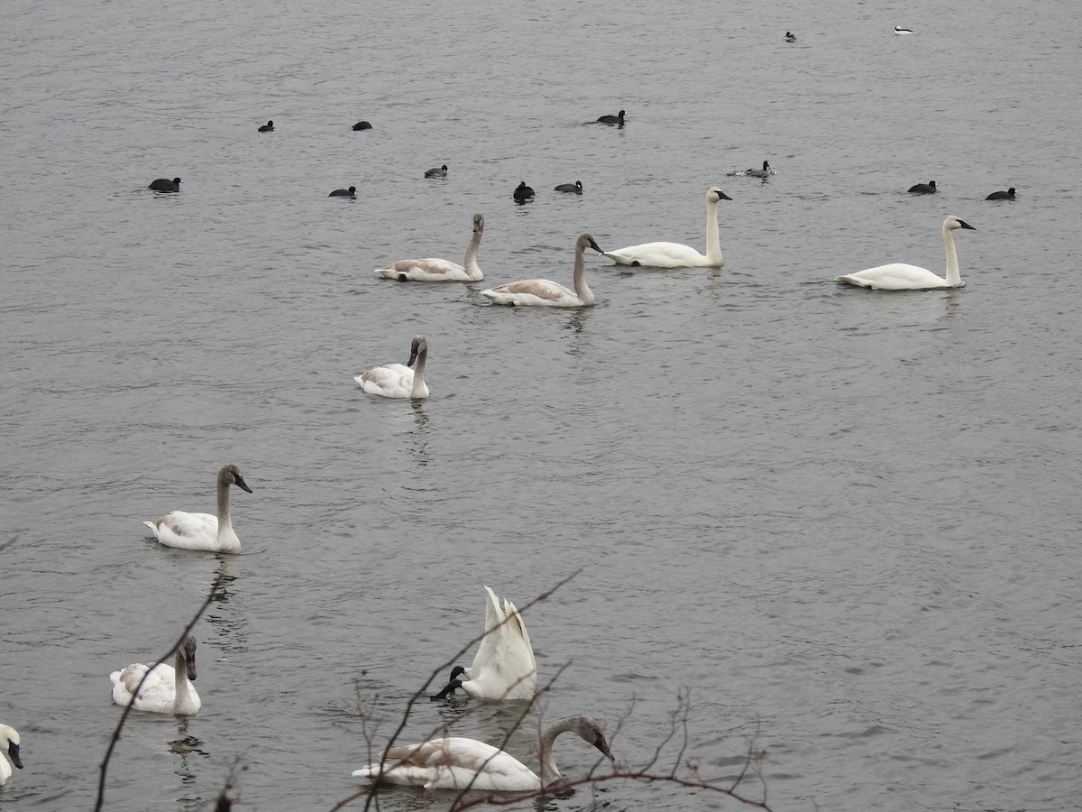 Cygne trompette - ML628561109