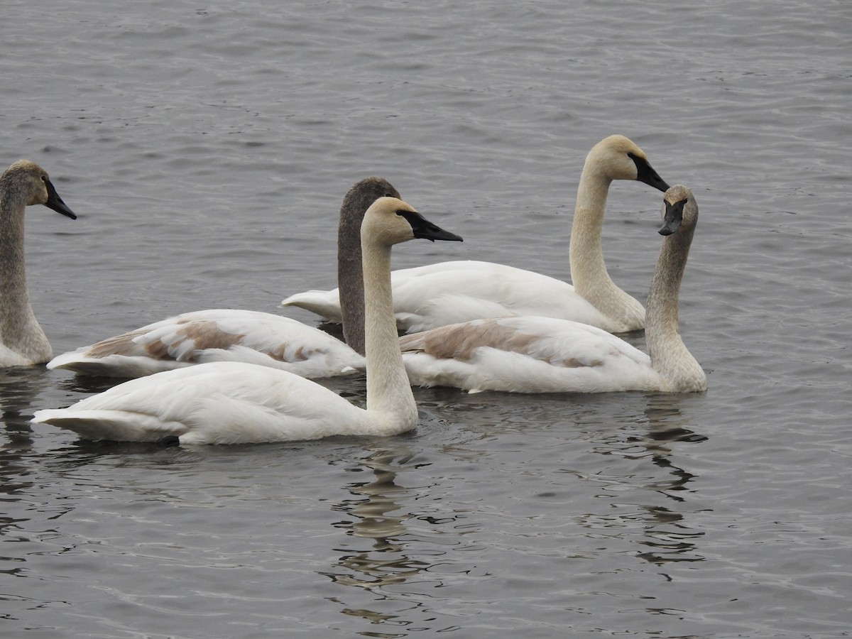 Cygne trompette - ML628561110