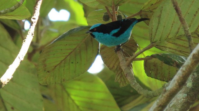 Turquoise Dacnis - ML628561177