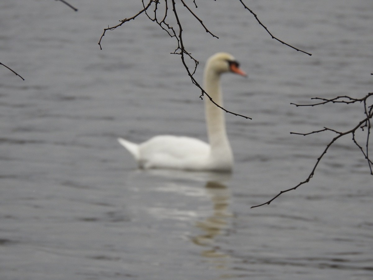 Cygne tuberculé - ML628561178