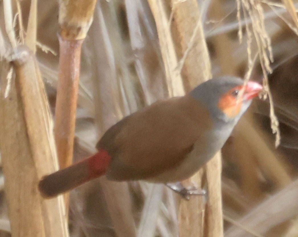Orange-cheeked Waxbill - ML628561201
