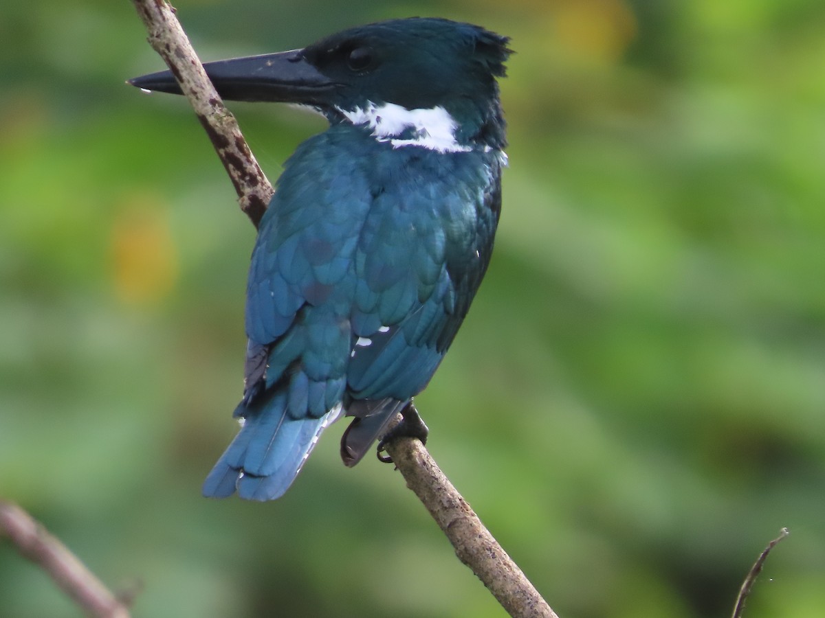 Amazon Kingfisher - ML628561204