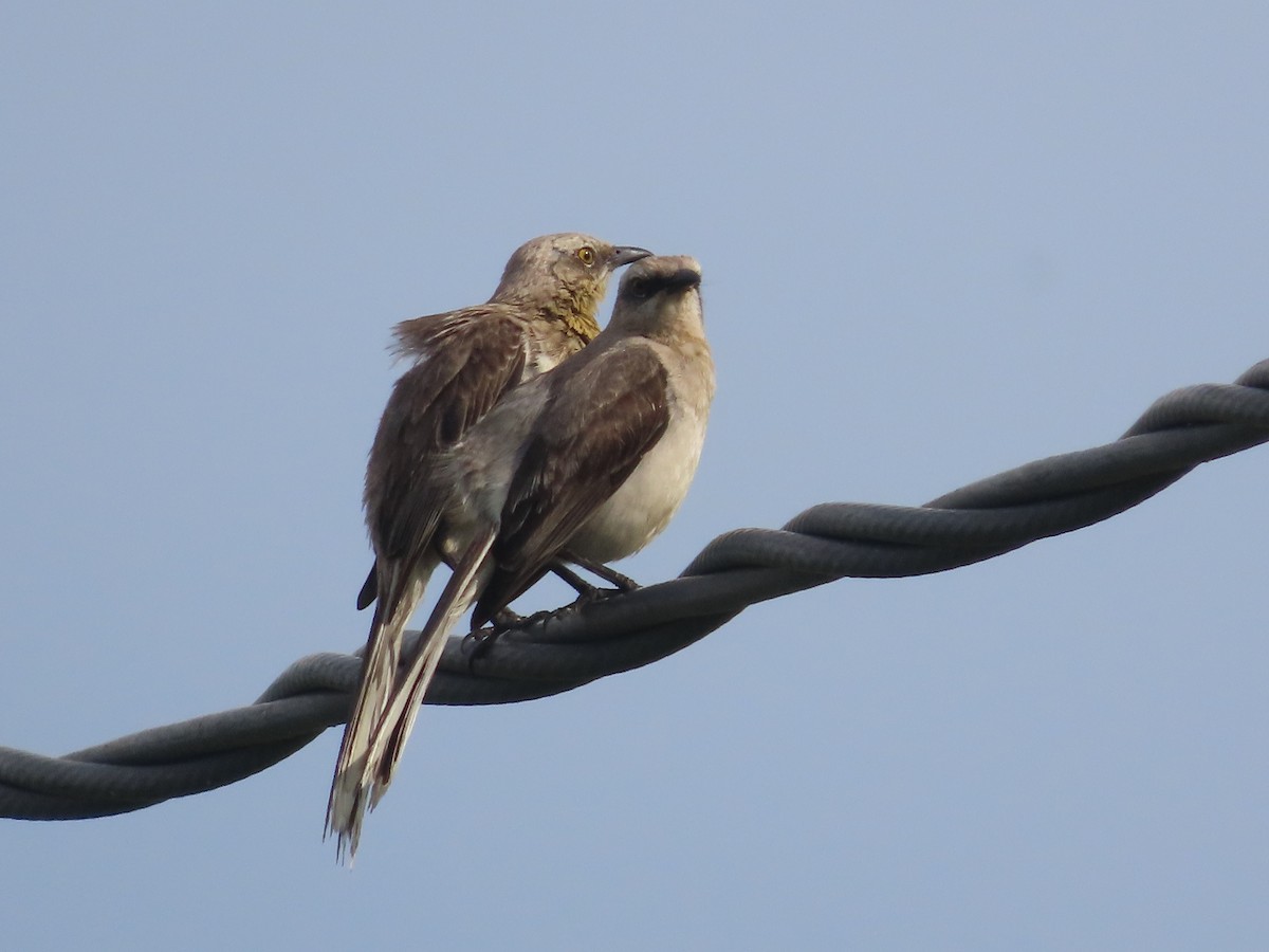 tropespottefugl - ML628561292