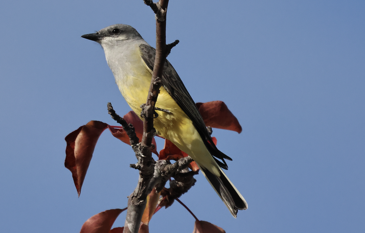 Western Kingbird - Jenna A